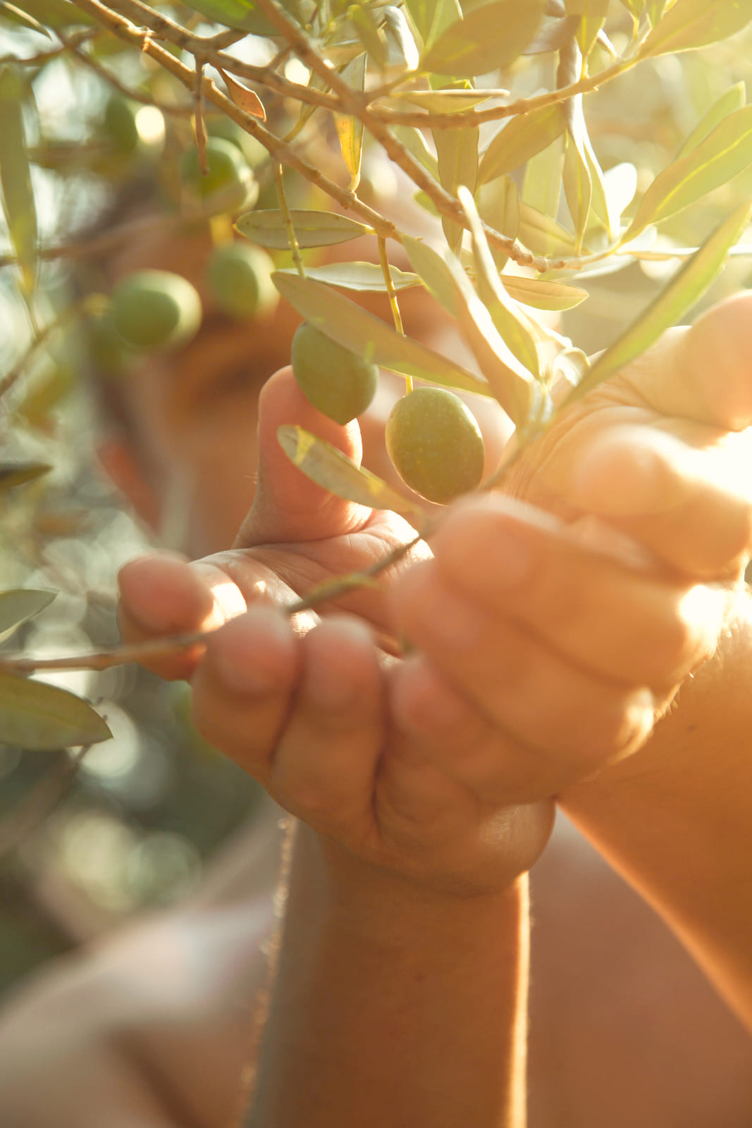 Aceitunas de Coronil Olive